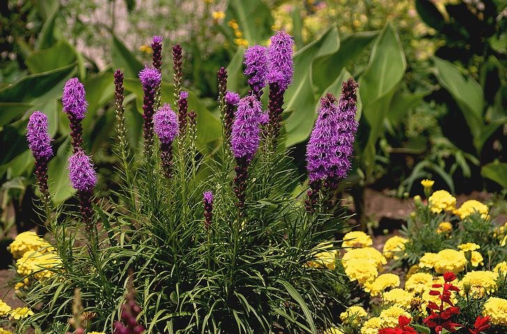 Vaste planten die paars bloeien liatris opgaande bloeier