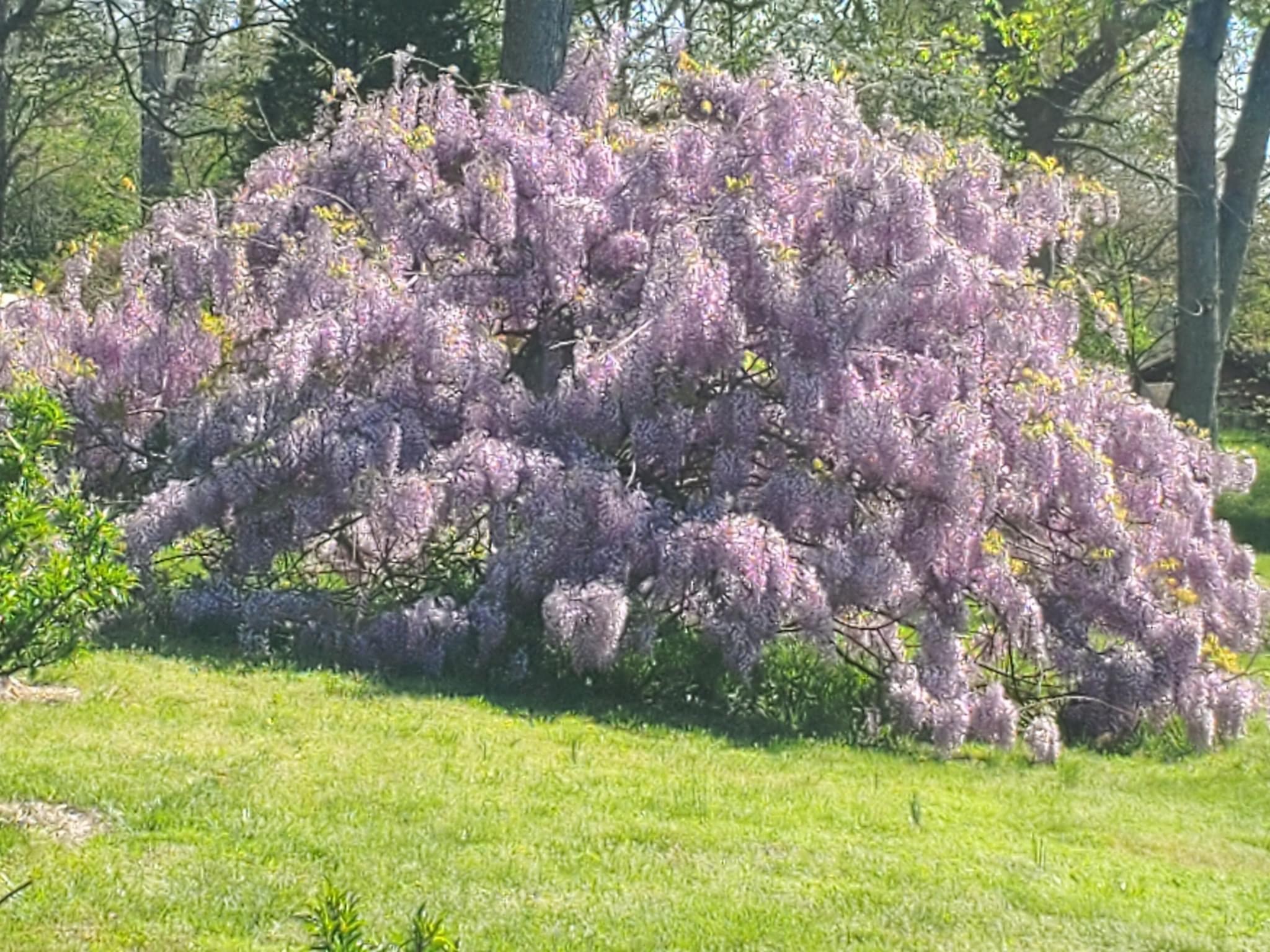 Blauwe-regen-bloeit-niet-welke-soort-bloeit-met-veel-bloemen