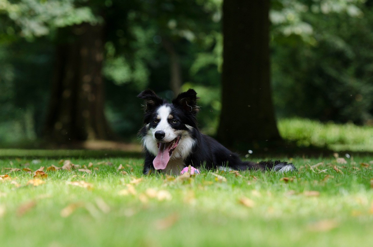 Schaduw plek maken voor hond in tuin 