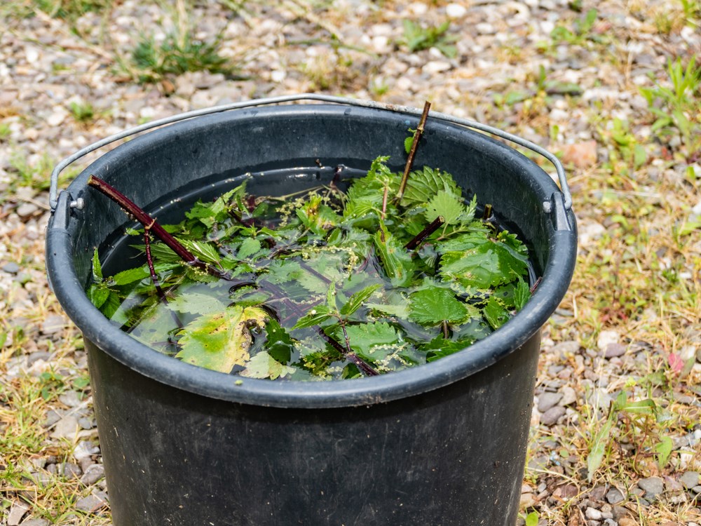 Brandnetels recept voor gier 