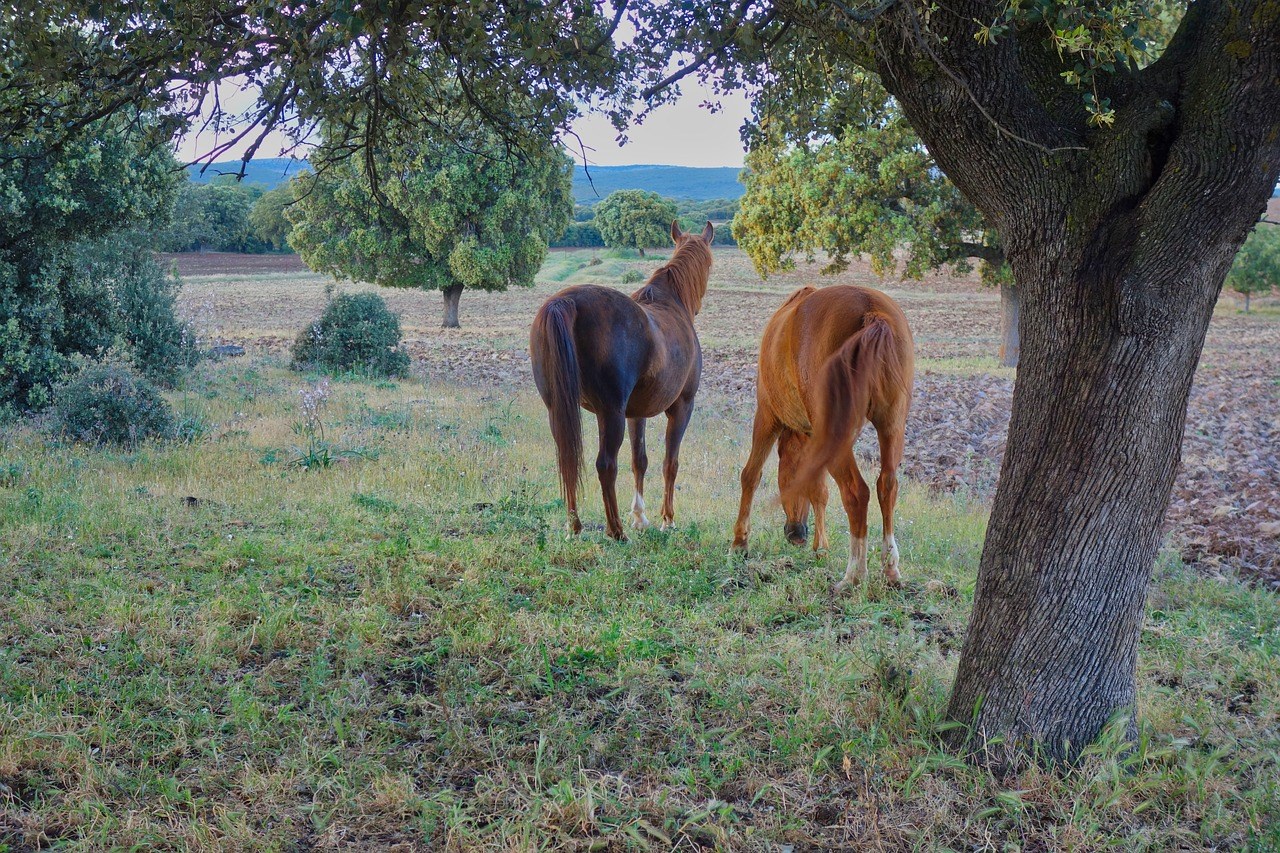 Zijn eikels en eikenbomen slecht voor paarden