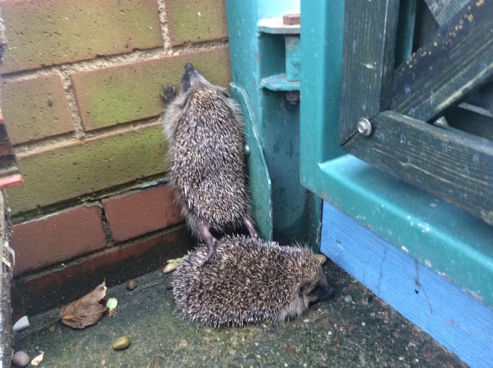 Egel kan de tuin niet in door schutting