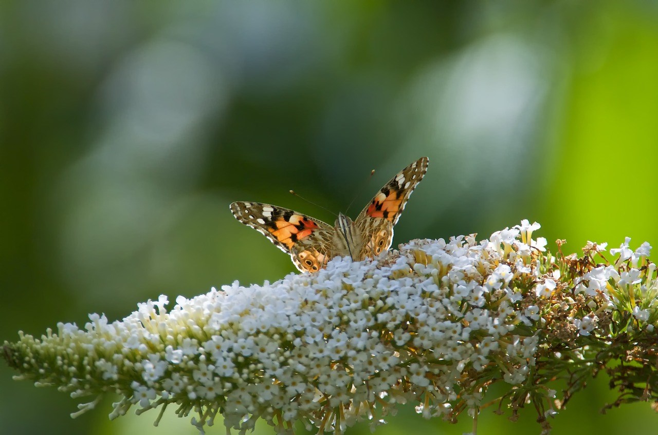 Sfeermaker in tuin voor insecten