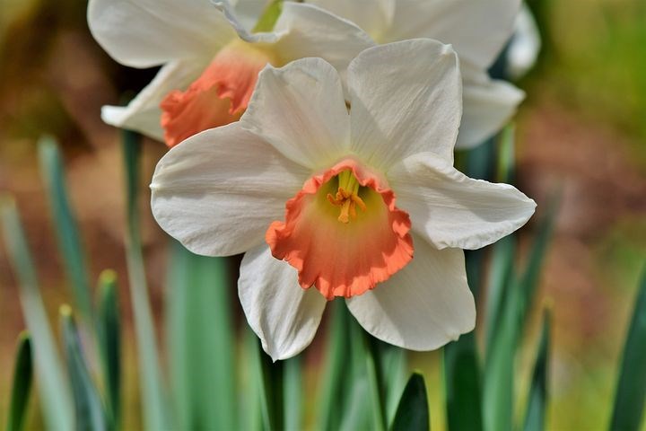 Narcissen in de tuin voor vroege voorjaars kleuren 
