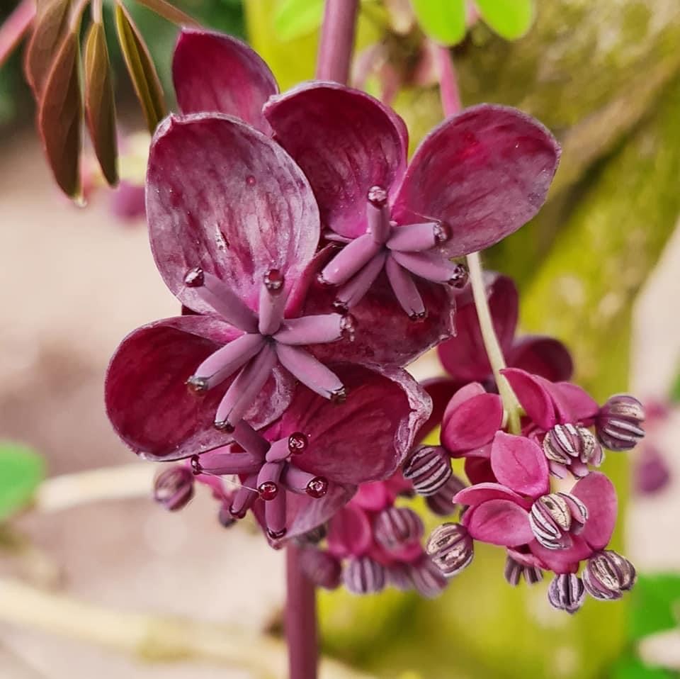 Schijnaugurk klimplant met rode hangende bloemen