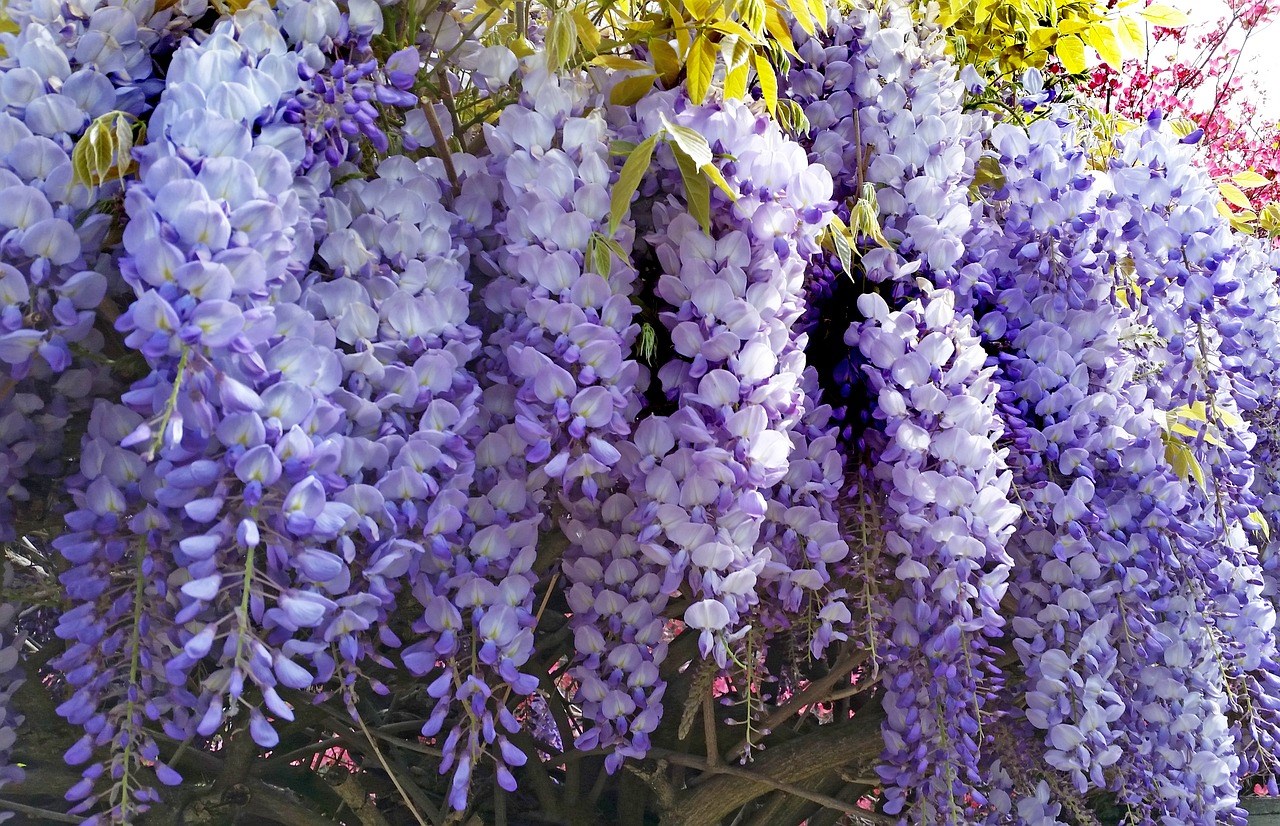 Blauwe-regen-Wisteria-veel-bloemen-pergola