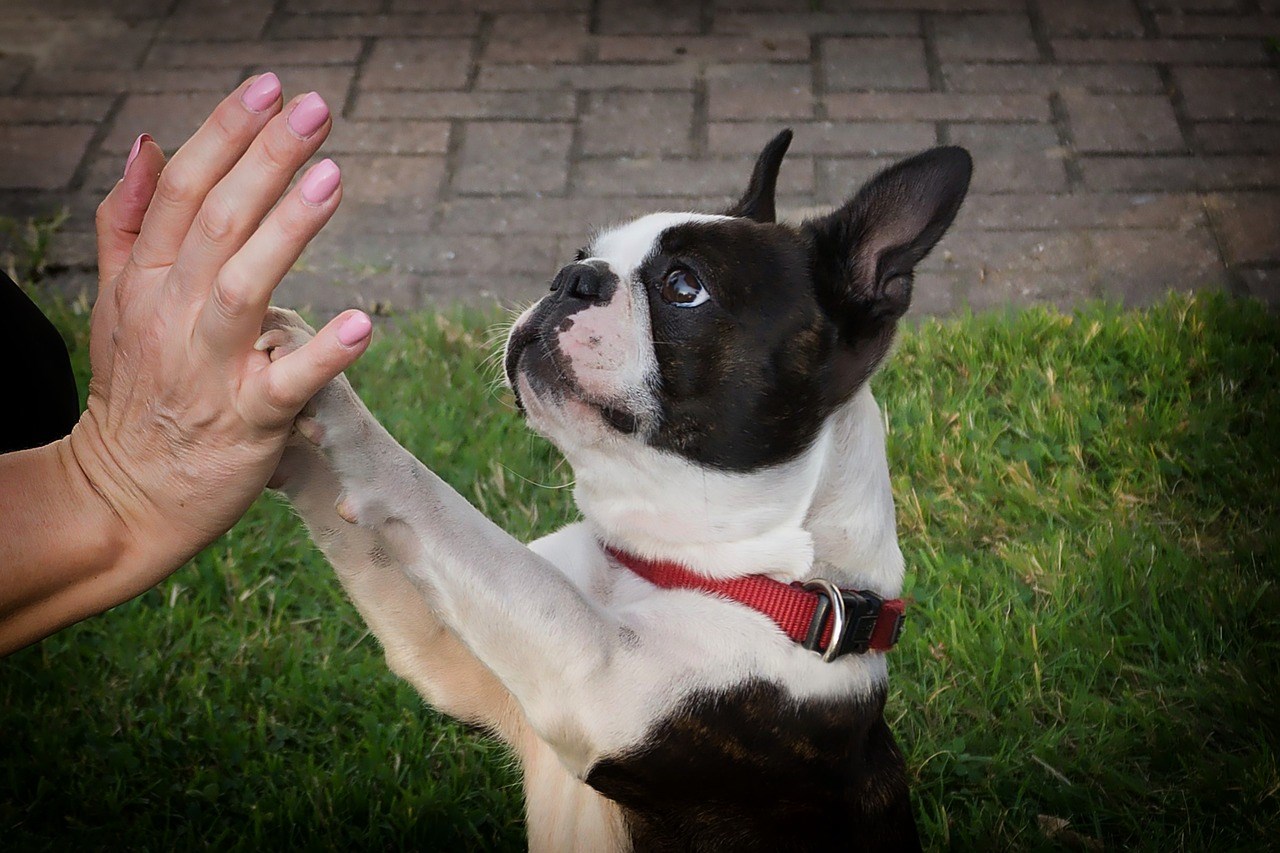 High five hond