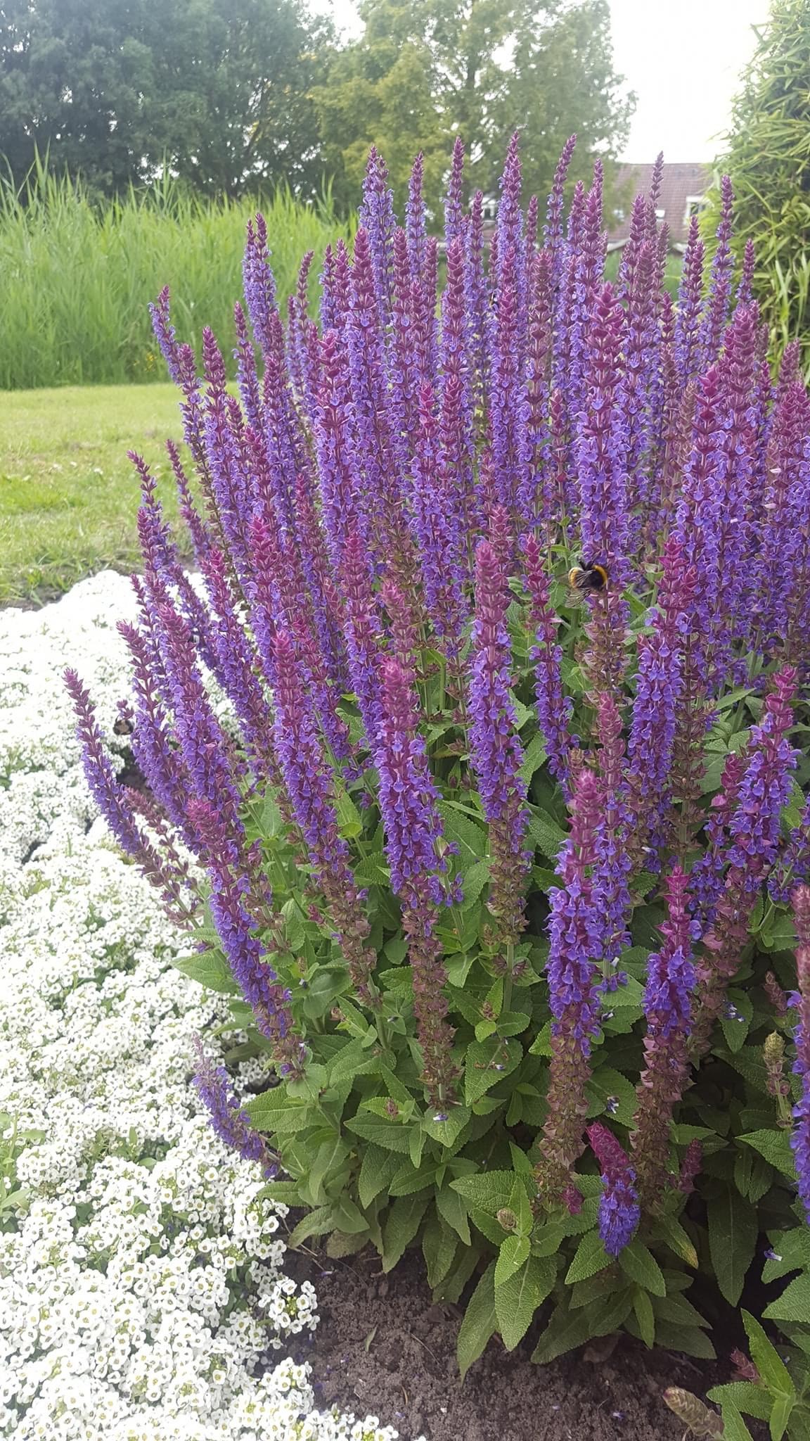 Salvia paarse bloem met aren waar veel wespen vlinders op zitten