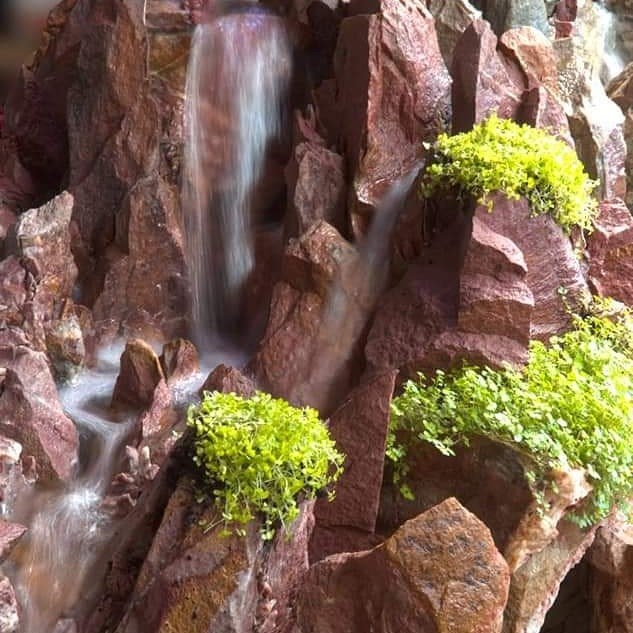 Slaapkamergeluk plantjes voor bij de vijver waterval beek loop