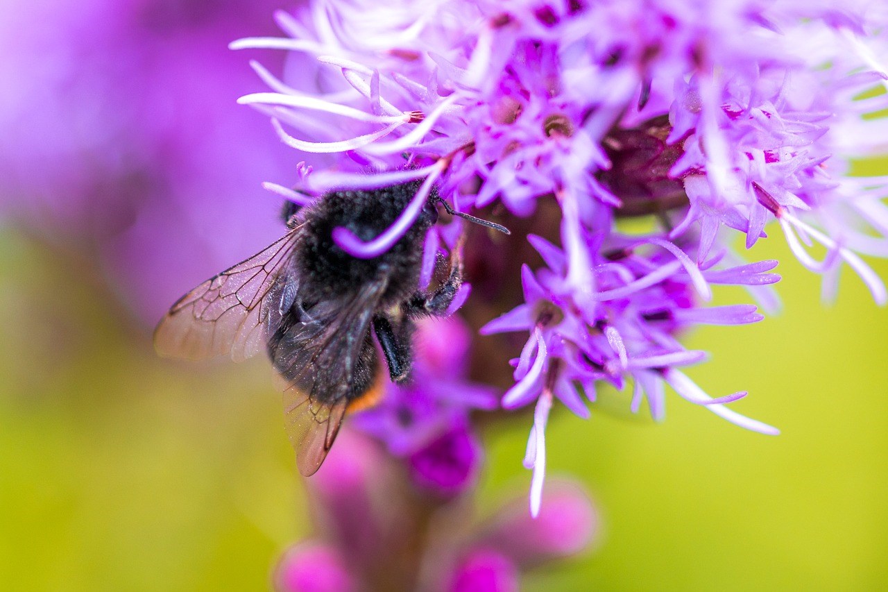 Paarse Vlinderplanten waar hommels en bijen en vlinders opzitten