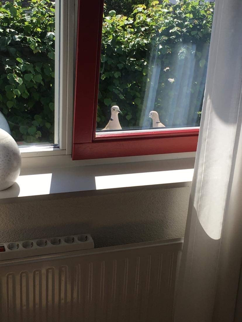 Tortelduiven nestplaats in de tuin nest in raamkozijn