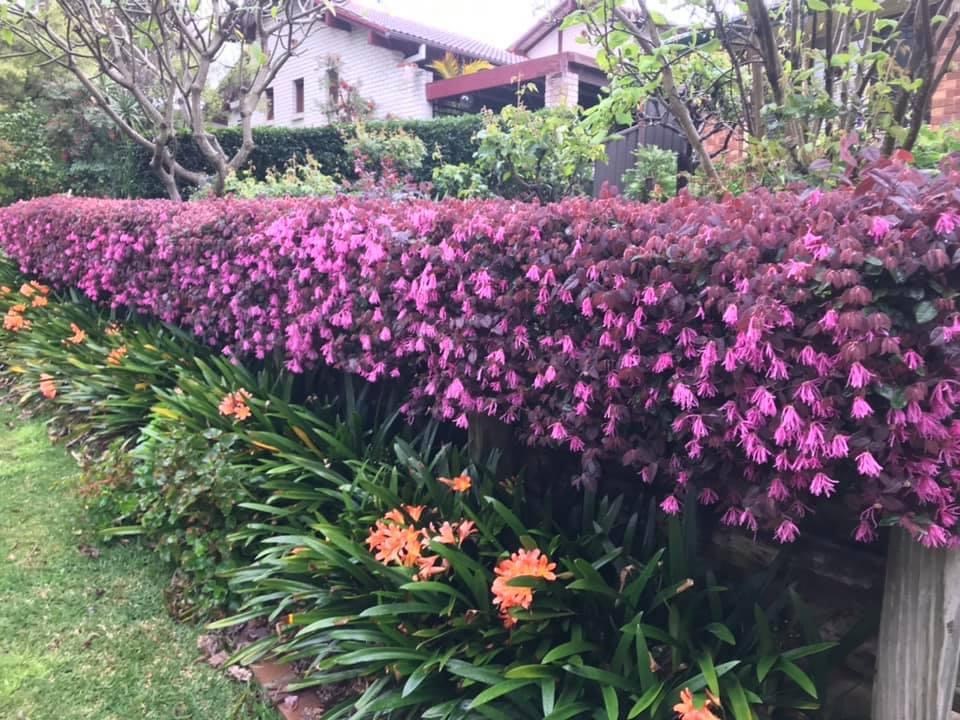 Bloeiende hagen heester met paars roze bloemen