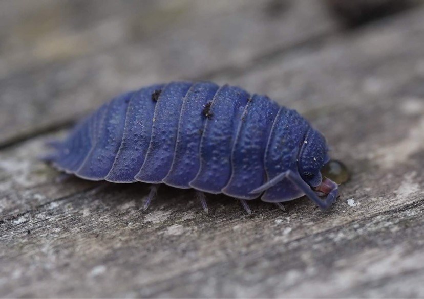 Blauwe pissebed welk soort en hoe kan dat