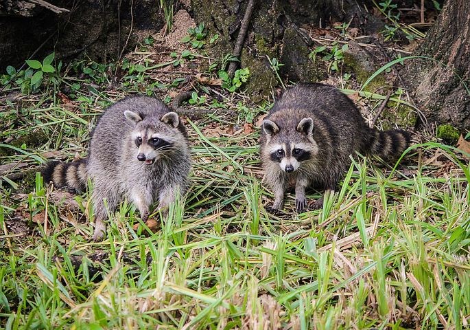 Invasieve exoten uitheemse dieren die ons land inkomen