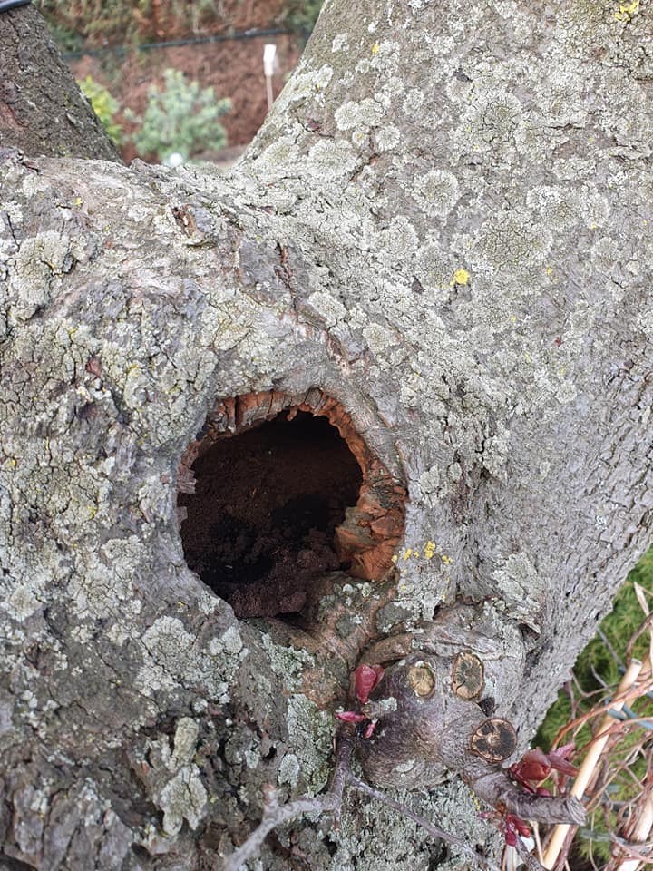Boomholten-nest-ingang-eekhoorn-