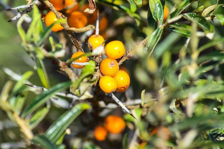 Duindoorn - superfood inheemse wilde heester met oranje bessen vitamine c 