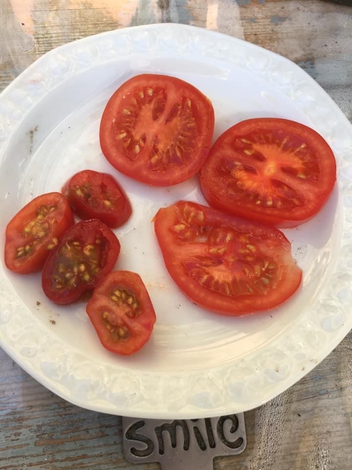Schijven-tomaten-zaaien