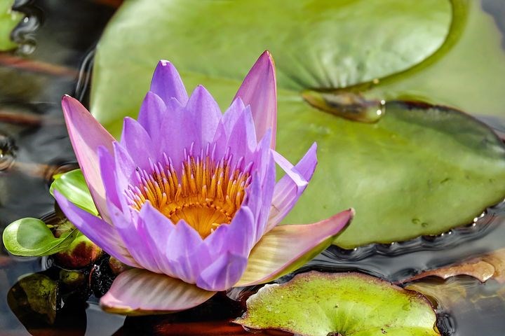 Waterplanten sfeermaker in elke ontspannen tuin 