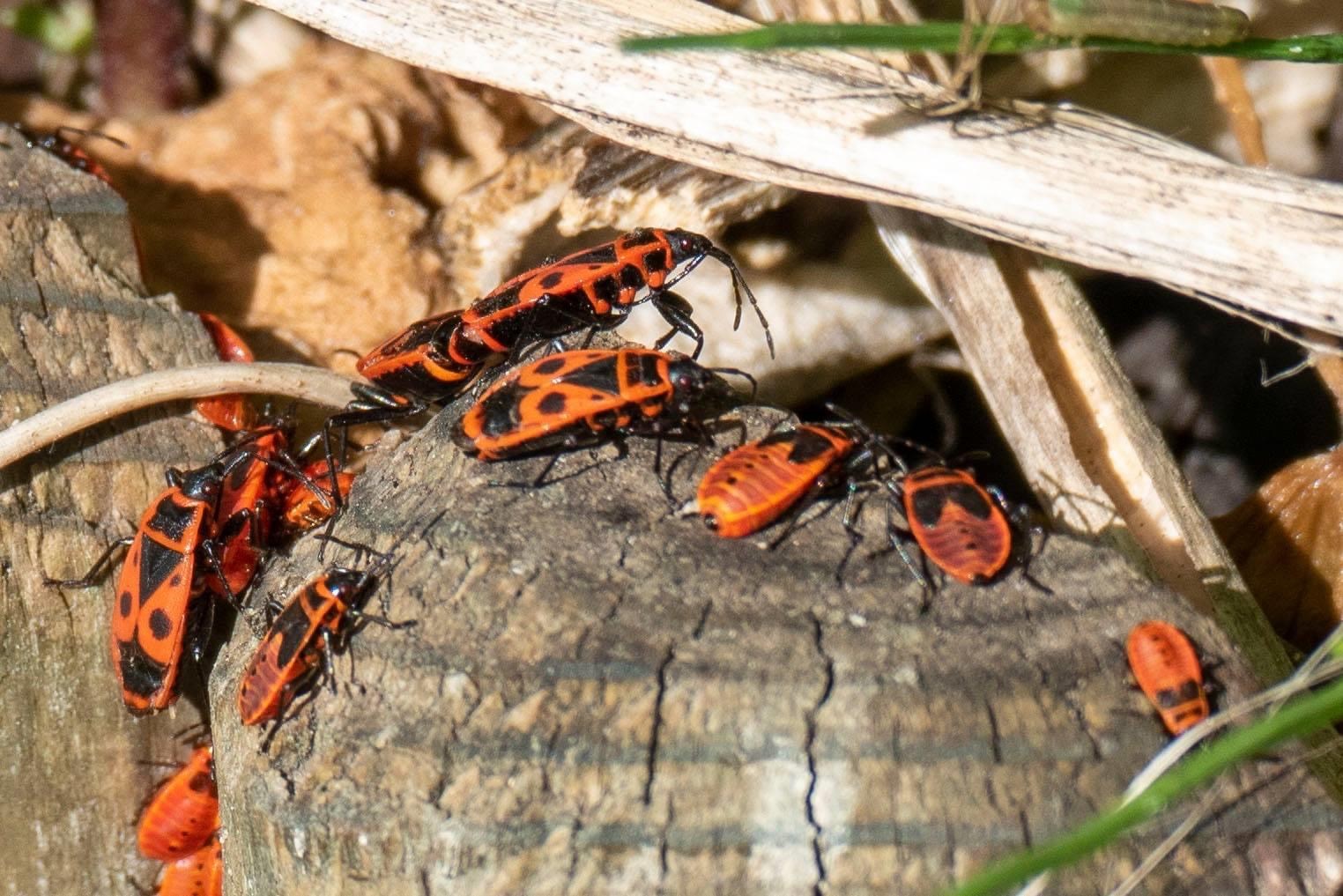 Vuurwants Insect oranje schild met zwarte tekening vlekken