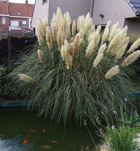 Hoger siergras met grote witte pluimen