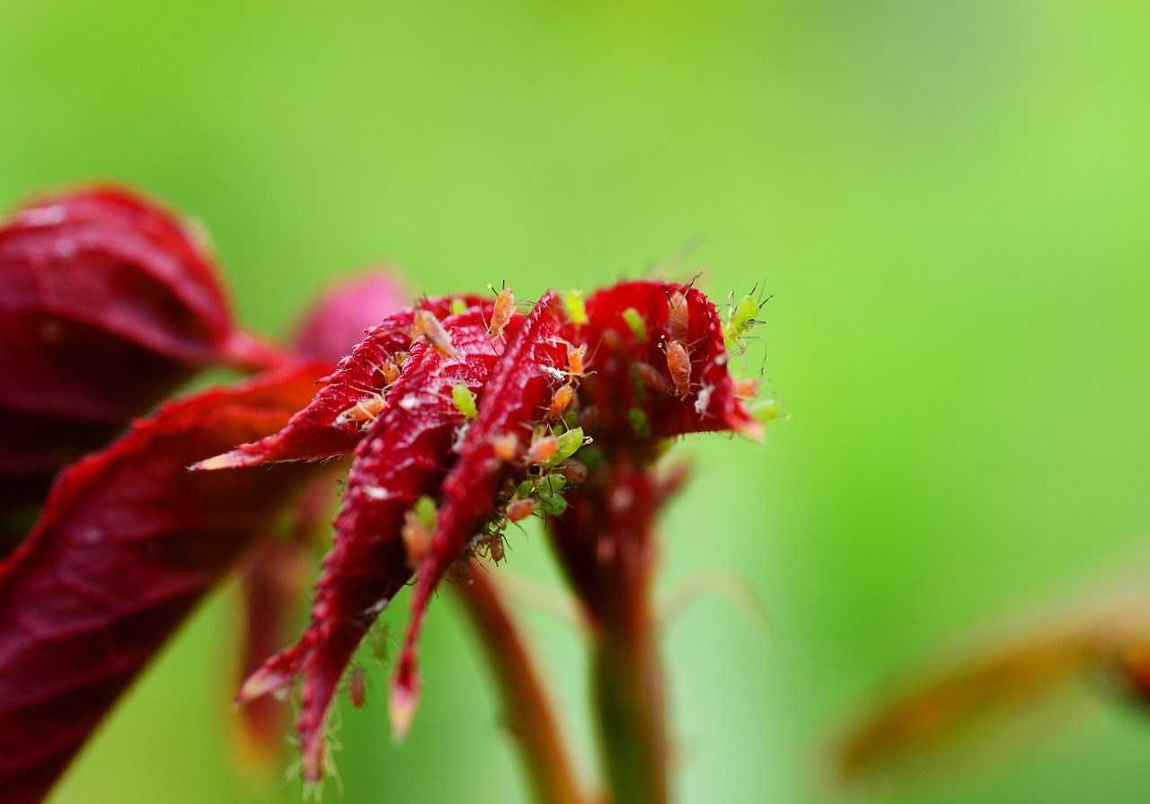 Bladluis-rozen-natuurlijk-verwijderen-bestrijden 