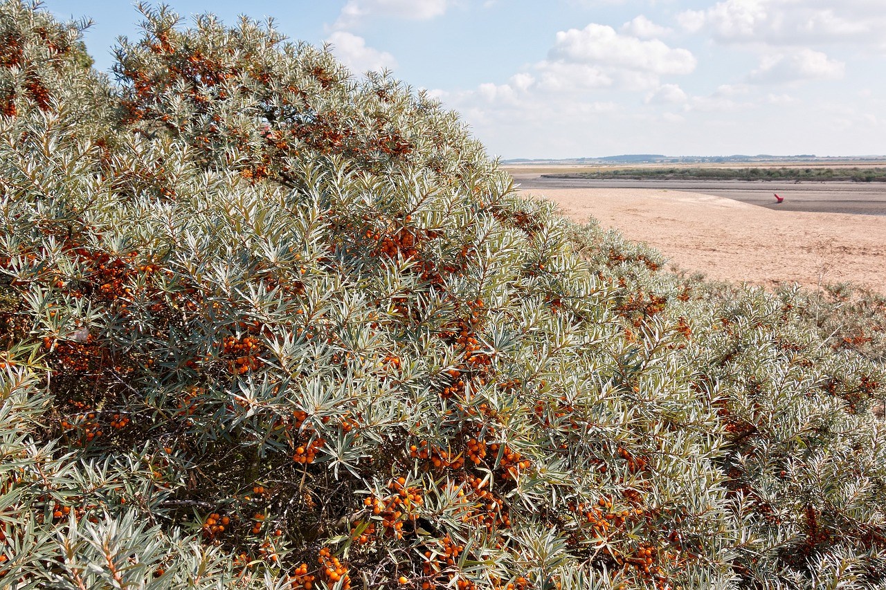 Struik in de duinen met oranje bessen