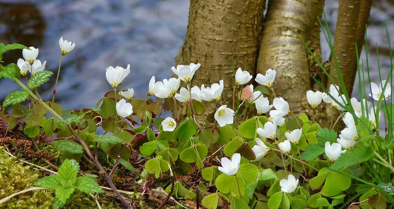 Bosanemoon-wilde-voorjaarsbloemen-