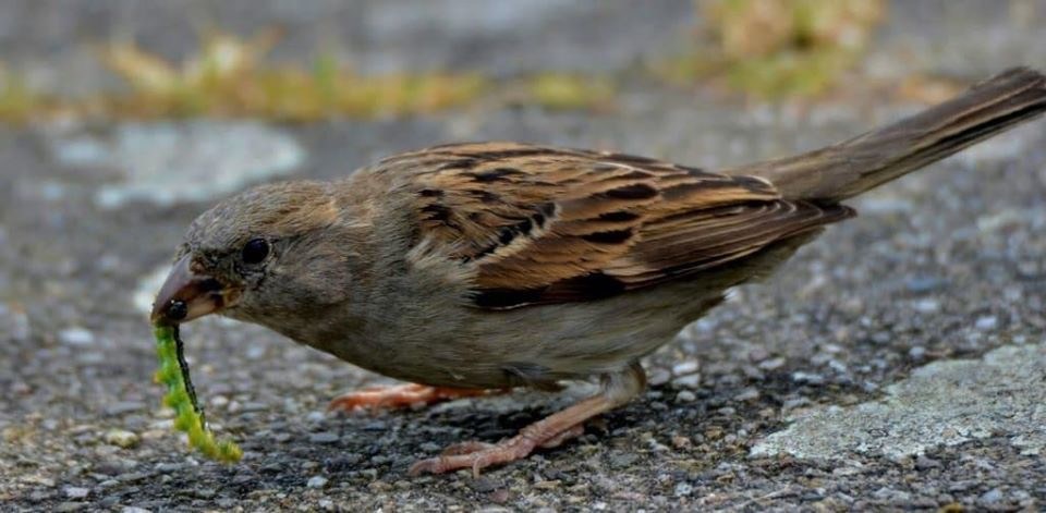 Buxusmot-bestrijden-doe-je-met-wel-middel