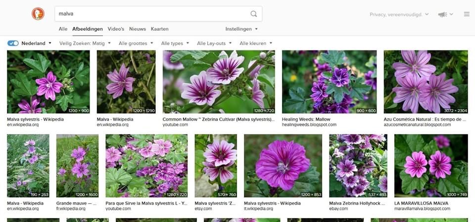 Malva-herkennen-bloemen-lavatera