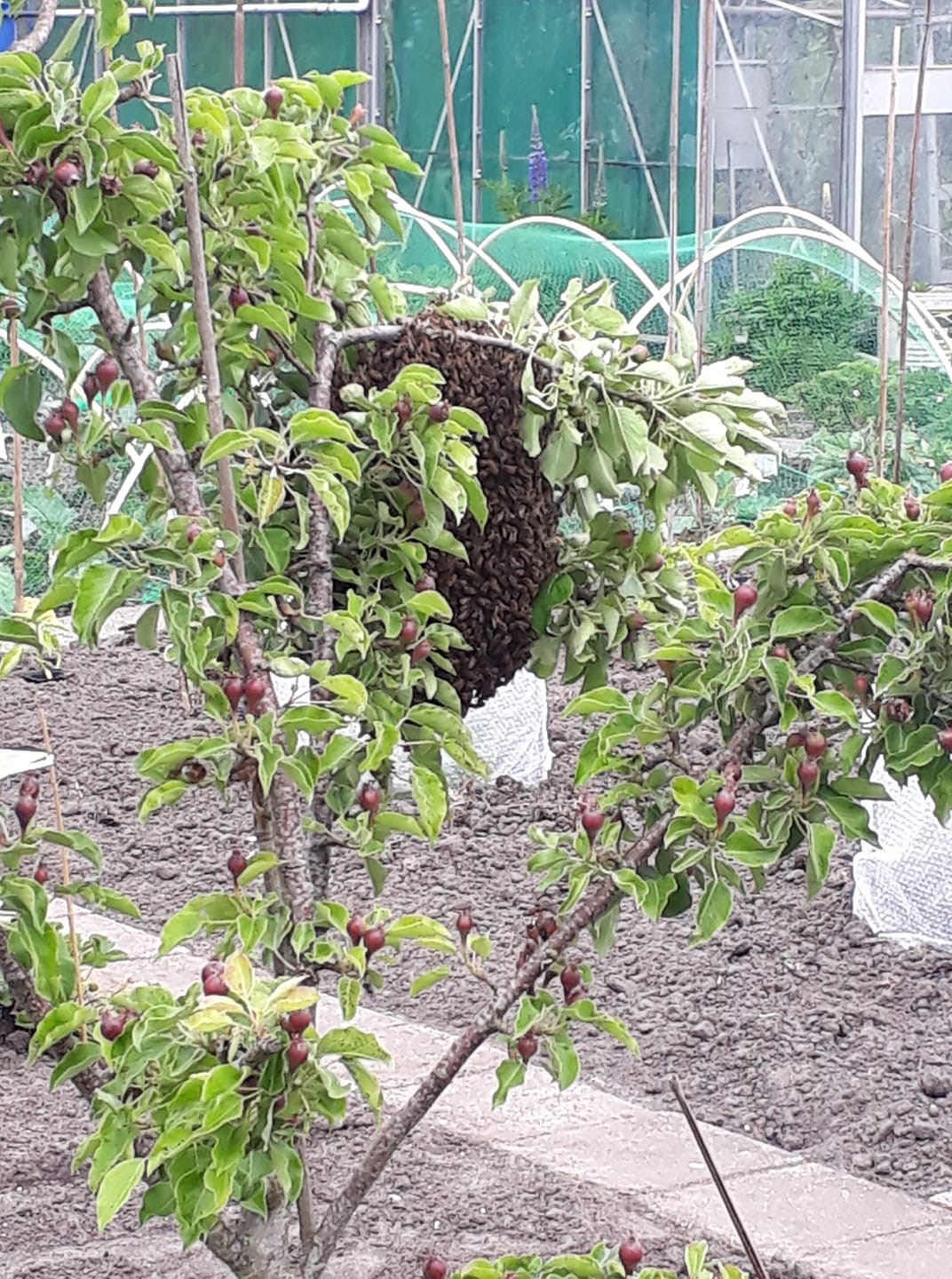 Bijen zwerm in mijn tuin gaan ze een nest maken in een boom