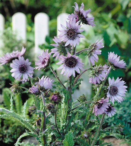 Afrikaanse distel