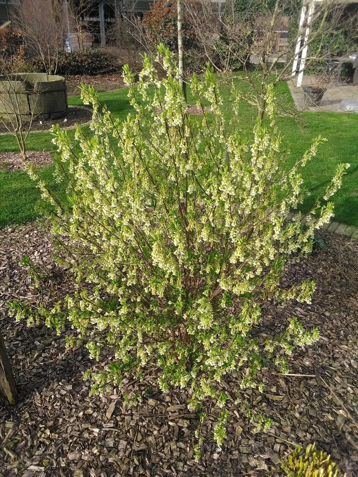 Voorjaarsbloeier-witte-trossen-heester-bloemen