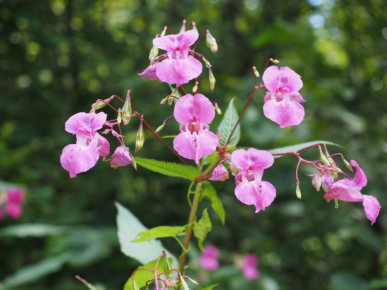 Invasieve exoten planten springbalsem Japanse duizendknoop