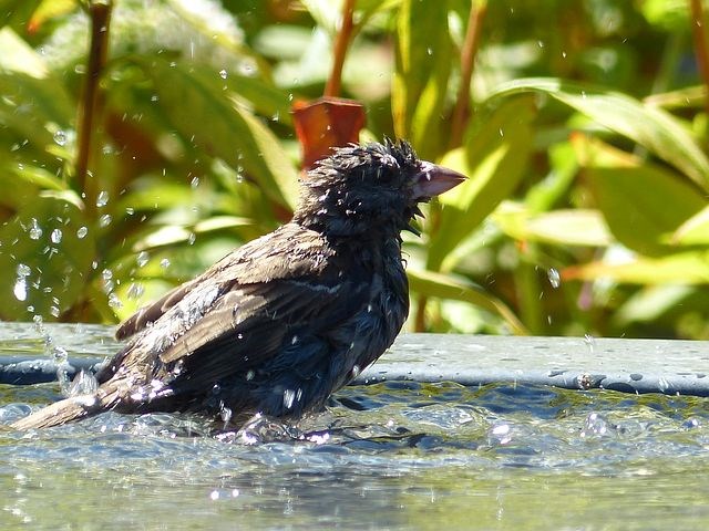 Vogels-badderen-waterschaal-drinkbakje-water-drinken-dieren