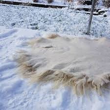 Schapenvacht reinigen in sneeuw