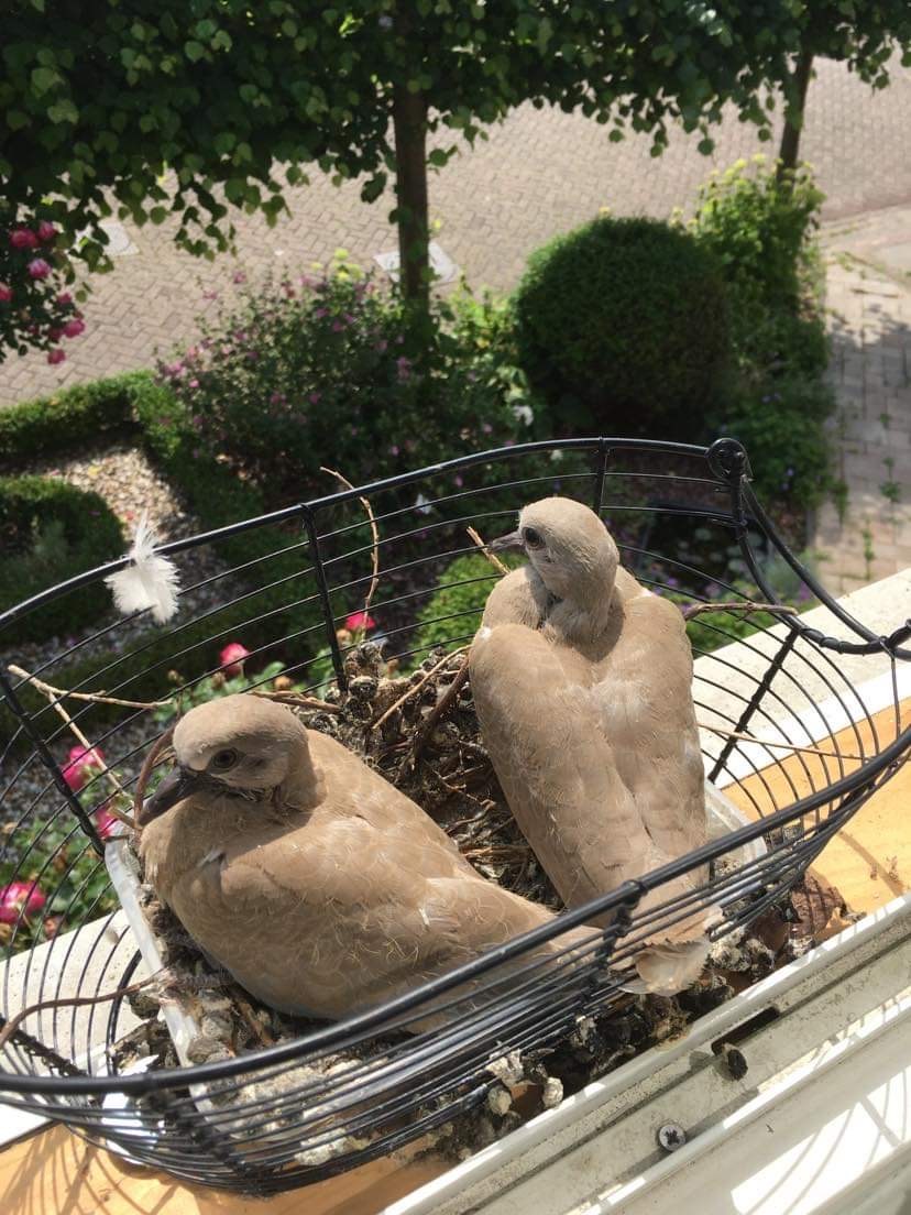 Broedplaatsen vogels duiven op bijzondere plaatsen