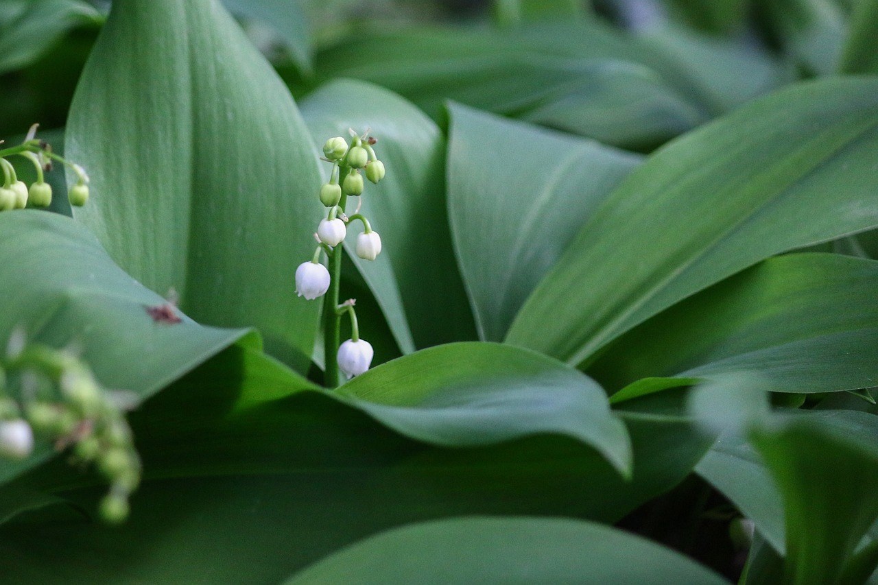 Schaduwplanten die bloeien in mei met witte bloemen bodembedekker 