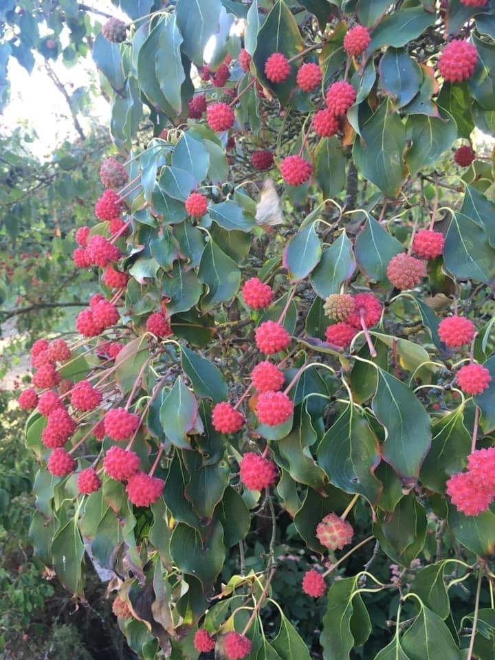 Vruchten zijn eetbaar cornus cousa 