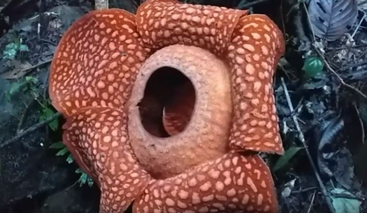 Grootste-bloem-van-de-wereld