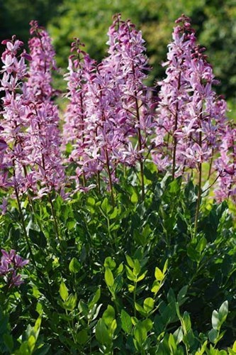 Vuurwerkplanten, vaste, planten, langbloeier