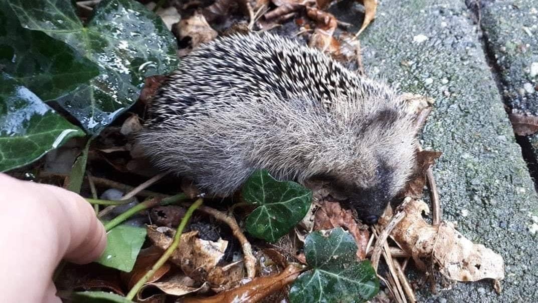 Dode egel gevonden niet begraven is in winterslaap