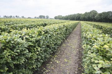 beukenhaag-online-bestellen-kwekerij-nederland-belgie-duitsland