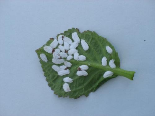 Onderkant blad hortensia wit beestje met bruine kop luizen dopluis
