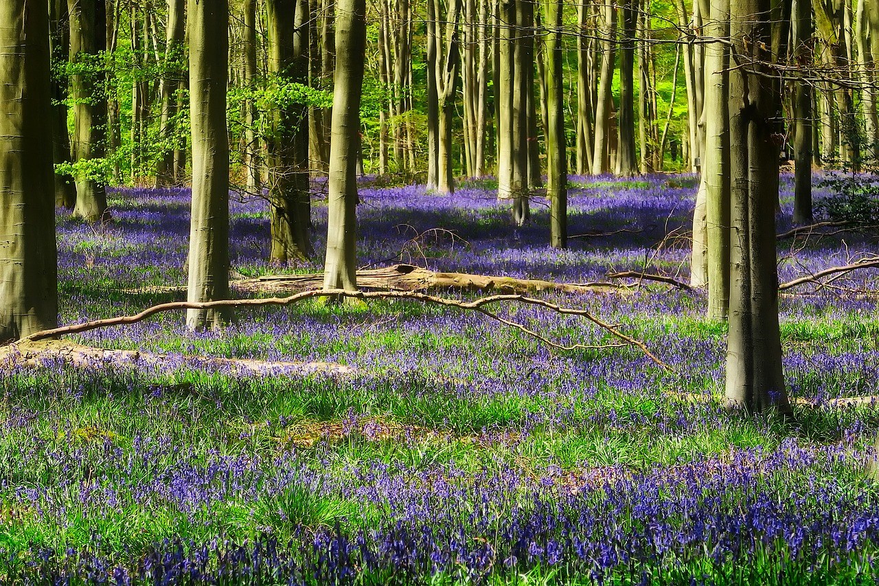 blauwe-bloemen-in-bossen-vroeg-voorjaarsbloeiers-slootkanten-natuurlijke-tuinen