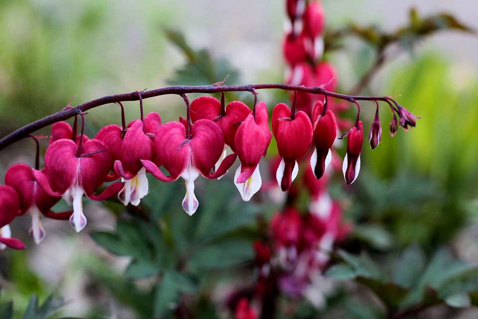 Talloos Roos Lot Het hele jaar bloeiende vaste planten in de tuin