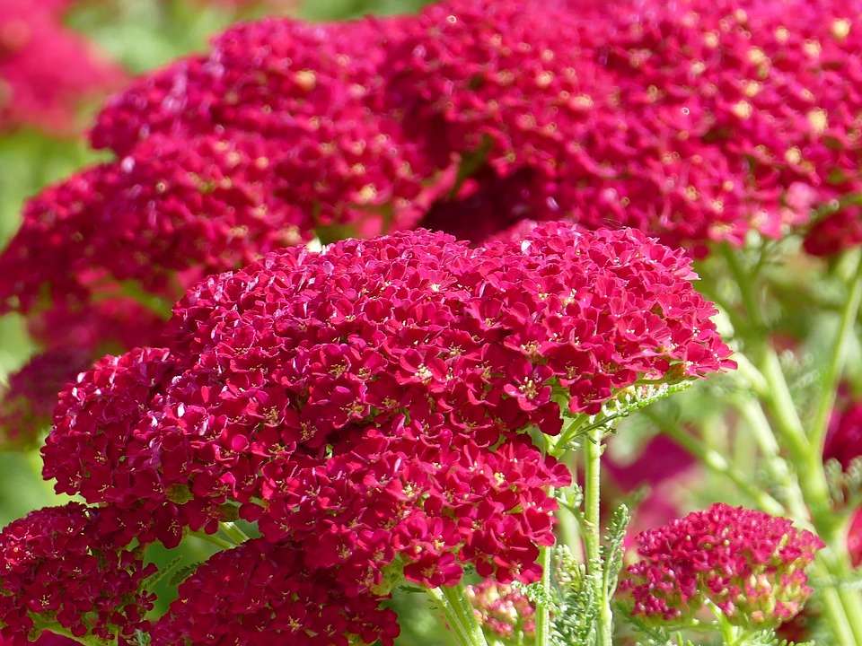 kijken Vroegst Bang om te sterven Het hele jaar bloeiende vaste planten in de tuin