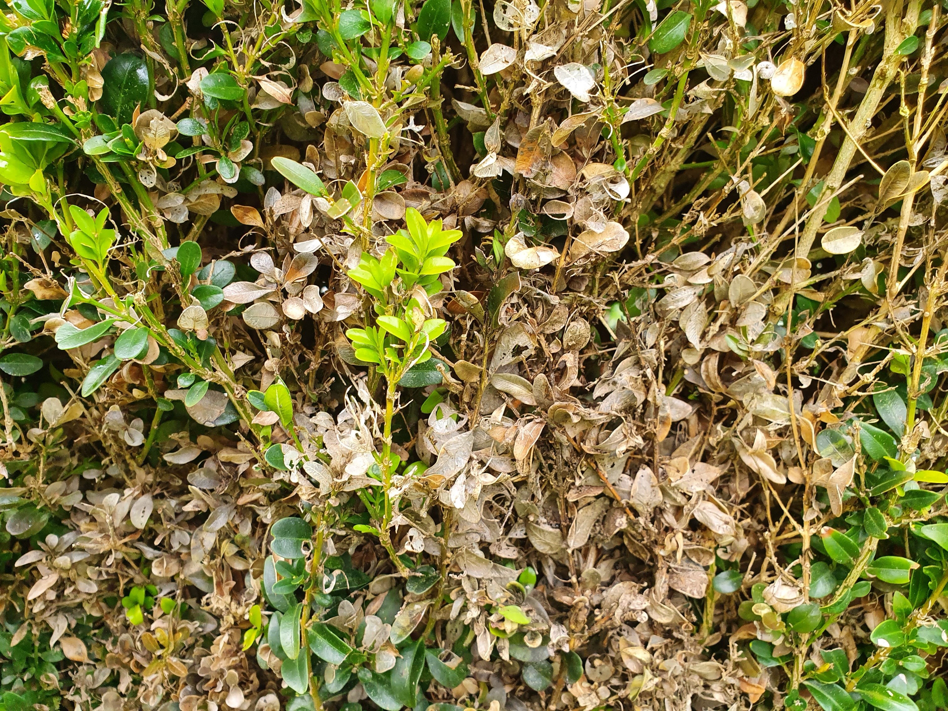 buxus-kale-plekken-schimmel-diertjes-rupsen