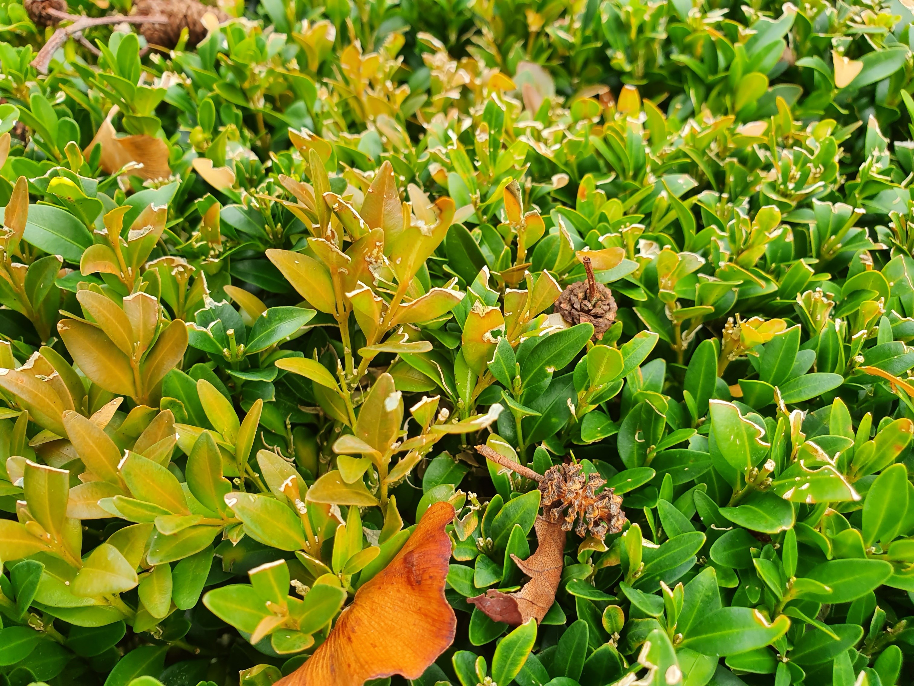 buxus-kale-plekken-schimmel-diertjes-rupsen