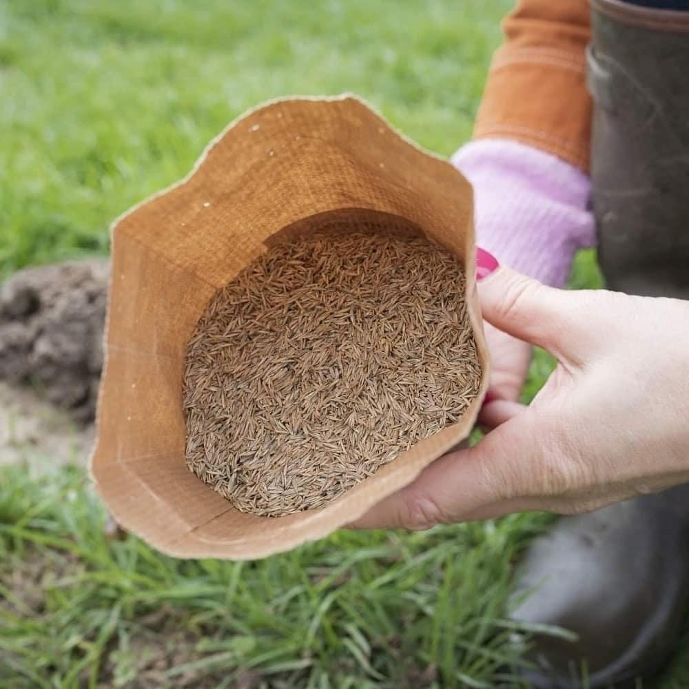 Kruidengraszaad-kruidenplantjes-kruidenweide