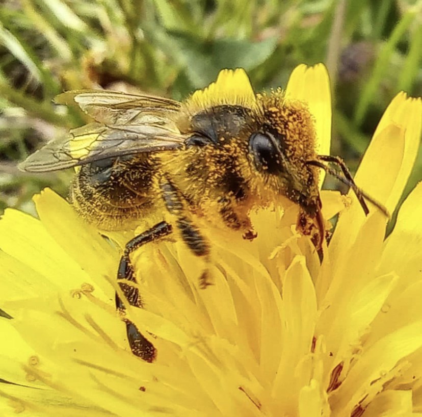 Paardebloemen geven veel nectar en stuifmeel aan insecten in het voorjaar